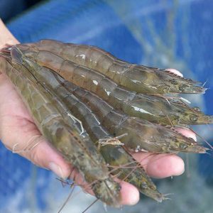 Tôm Thẻ sis supporio siêu tăng trưởng