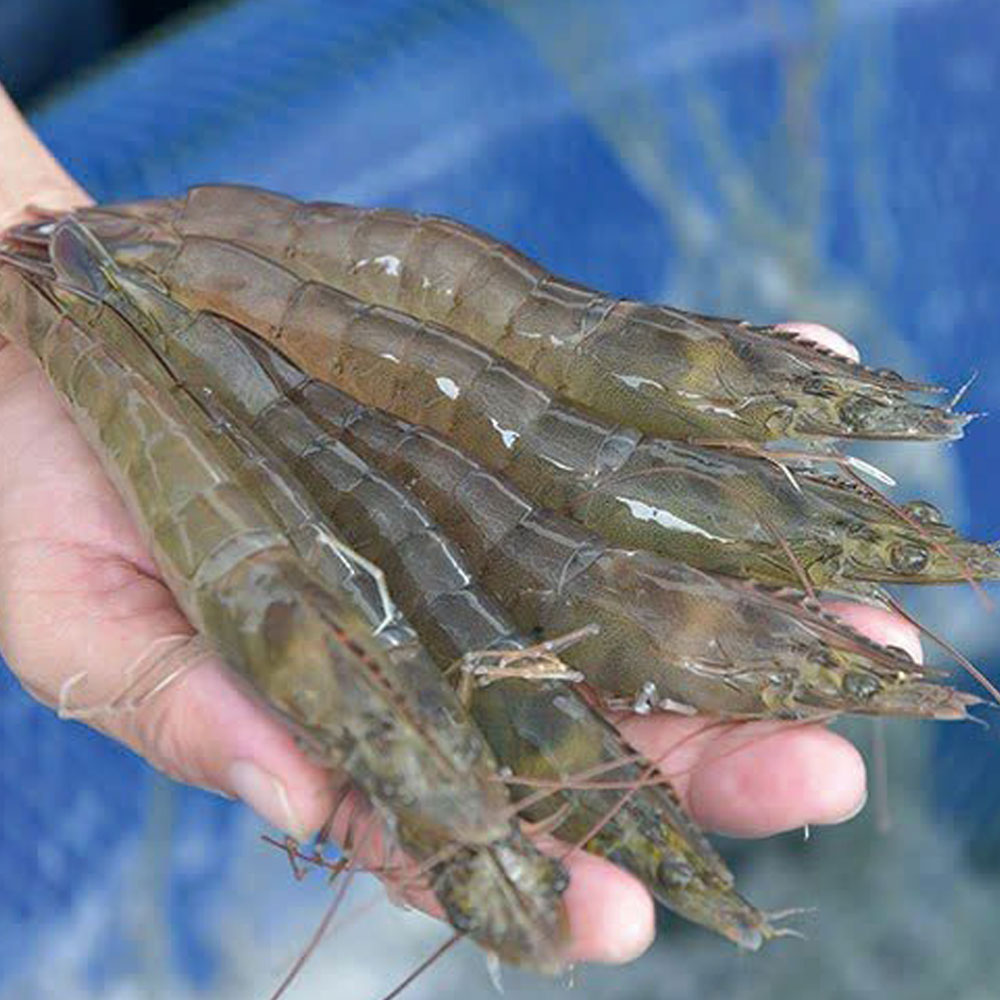 Tôm Thẻ sis supporio siêu tăng trưởng