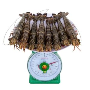 Tôm Sú gia hóa Moana