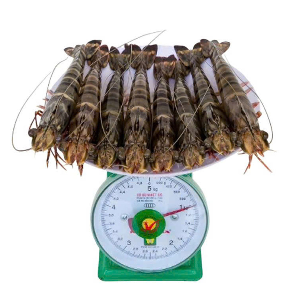 Tôm Sú gia hóa Moana